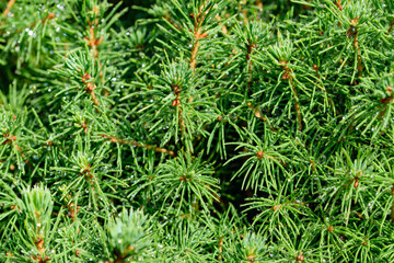 Jasnozielone igiełki pokryte błyszczącymi kropelkami wody, świerk pospolity  © Paweł Kacperek