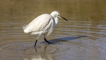 Snowy Egret feeding on a pond in Camargue, France