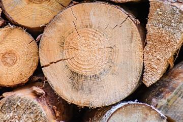 Zbliżenie na przekrój poprzeczny kawałka drewna opałowego ukkazyjacy strukturę słojów  drewna