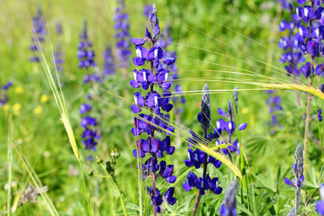 Blue wild lupins bloom on a bright sunny day. Lupinus pilosus plant. Wild cereal herbs grow in the green meadow
