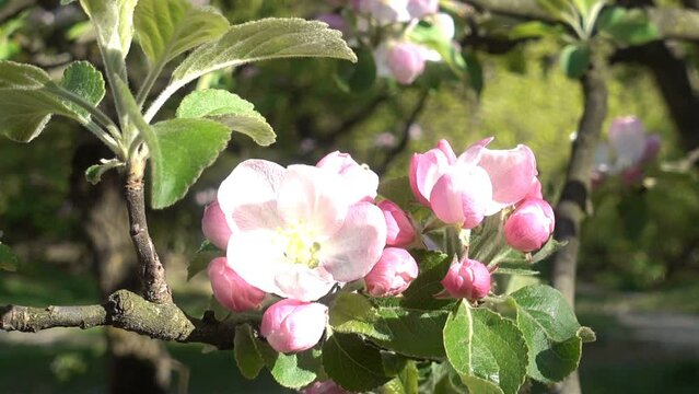 Beautiful blooming pink flowers on an apple branch. Close-up of a blossoming apple tree in the garden