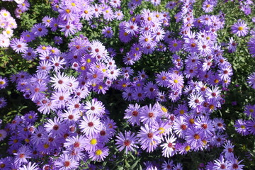 Plenty of violet flowers of Michaelmas daisies in October