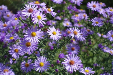 Shoots of blooming violet Michaelmas daisies in September