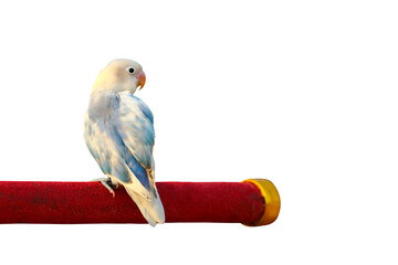Cute of Lovebird parrot isolated on transparent background png file