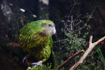 A close-up shot of Sirocco the Kakapo. Kākāpō (Strigops habroptilus) is a critically endangered...