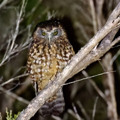 A portrait of a Morepork or Ruru (Ninox novaeseelandiae), a cute native owl found in New Zealand and Australia