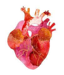 Stylized anatomic heart illustration on transparent background. Print for textile, sticker, temporary tattoo, card design, poster. - obrazy, fototapety, plakaty