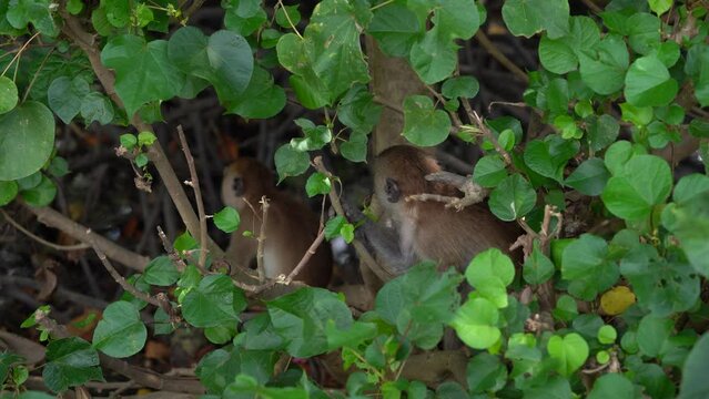 Several of the Long tailed macaques Group playing among the trees and shrubs