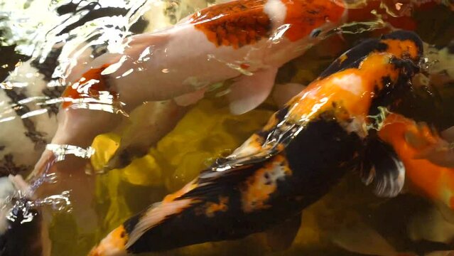 Slow motion of Koi fish when being fed food