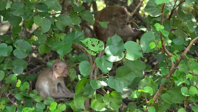 The long tailed macaques Group sits among the trees and shrubs