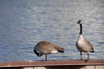 a pair of Canada Geese resting on the river bank