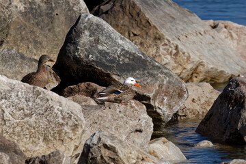  The Mallard duck or wild duck (Anas platyrhynchos) resting on the shore of Lake Michigan