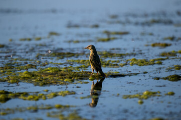 Cape canary gathering nesting material from a dam