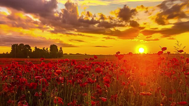 Time lapse shot of blooming red flowers on field during golden sunrise at sky