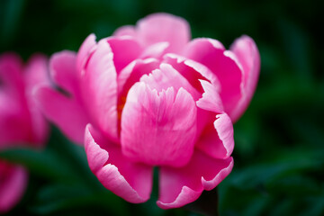 Obraz premium Pink blooming peony, outside shooting
