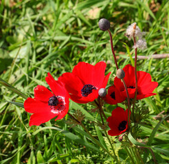 Wild red beautiful Anemones bloom on a green grass meadow. Spring tender blossoming of a red flowers on the glade