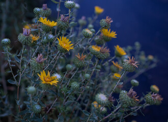 Fototapeta na wymiar yellow flowers on a blue background