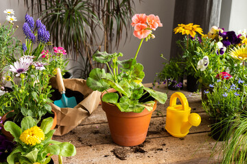 Spring decoration of a home balcony or terrace with flowers, woman transplanting a flower geranium...