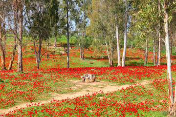 Wild red anemone flowers bloom among a green grass and eucalyptus trees on the meadow. Tree stump in the glade middle. Magnificent spring landscape in nature reserve. National Park. South Israel 