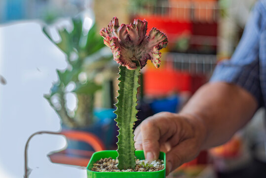 Injerto de cactus raro, ex&oacute;tico.