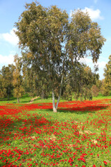 Wild red anemone flowers are blooming among a green grass and eucalyptus trees on the meadow. Magnificent spring flowering landscape in nature reserve of National Park. South Israel. Ecotourism  