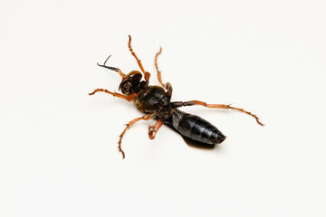 Ventral view of Red spider wasp, Leptodailepis cameroni, Satara, Maharashtra