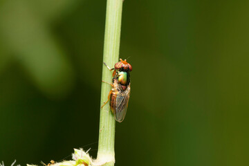 Metallic Soldier Fly Dorsal view, Microchrysa polita Satara, Maharashtra