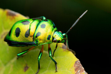 Green jewel bug, Chyrsocoris stolli, Satara, Maharashtra