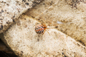 Comb footed spider, Phylloneta sisyphia, Satara, Maharashtra