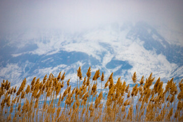reed and snowy mountain