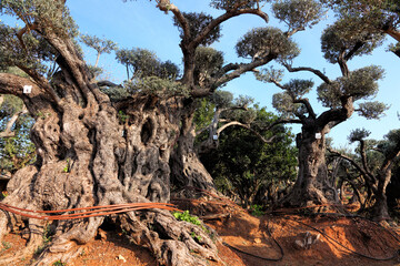 Ancient olive trees with knobby gnarly giant trunks and roots (several hundred years old) regenerate and reborn on the plantation in Israel