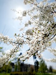 sakura branches