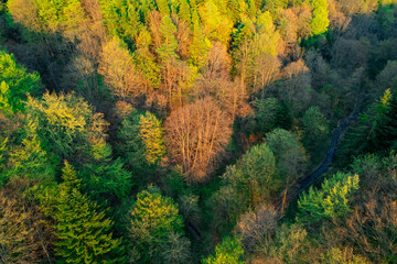 Obraz premium Sunset light on spring forest. Sunset colors on aerial view of forest. Autumn colors forest.