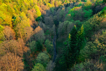 Fototapeta premium Sunset light on spring forest. Sunset colors on aerial view of forest. Autumn colors forest.