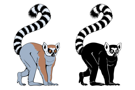 Ring-tailed Lemur. Vector color clipart and silhouette isolated on white.