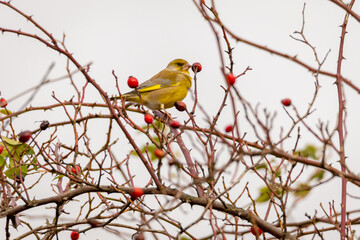 small green bird The European greenfinch or simply the greenfinch (Chloris chloris) sitting on a rosehip bush with red rosehips in the Czech Republic