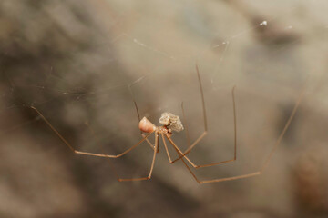 Laeral of daddy long legged spider, Pholcus phalangioides, Pune, Maharashtra