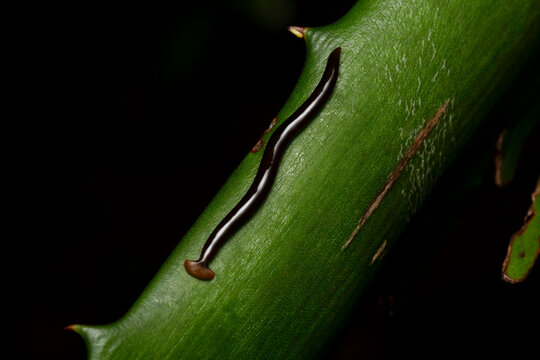 Hammer headed slug, Bipalium ducatum, Pune, Maharashtra 