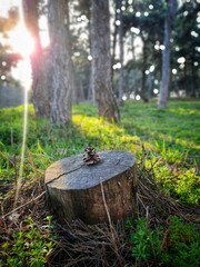 A cone on a stump in forest