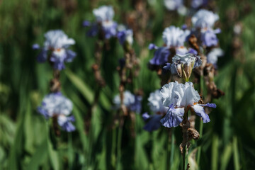 Blooming iris flowers in a summer park on a background of green leaves.