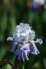 Blooming iris flowers in a summer park on a background of green leaves.