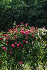 English rose in the botanical garden