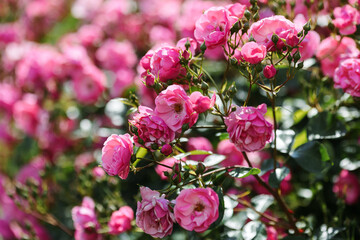 A bush of angel roses in the garden. Floribunda rose in the botanical garden.