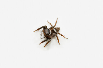 Adansoni's Jumping spider, Hasarius adansoni, Male, Salticidae, Satara, Maharashtra