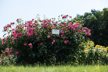 Floribunda rose in the botanical garden. A bush of angel roses in the garden.