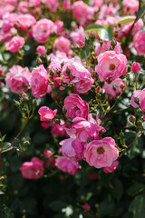 Floribunda rose in the botanical garden. A bush of angel roses in the garden.
