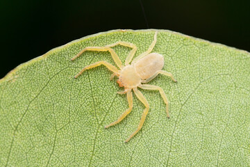 Flat crab spider, Psellonus planus, Satara, Maharashtra