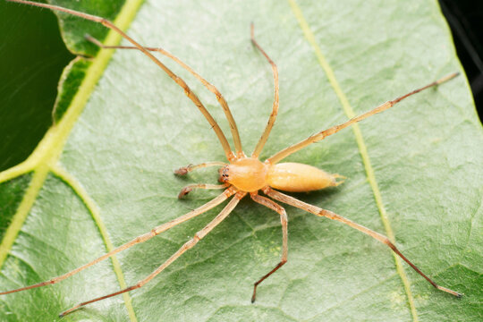 Long legged tree spider, Clubiona drassodes, Satara, Maharashtra 