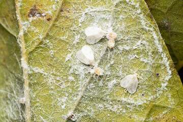 Pest white fly, Dialeurodes citri, Satara, Maharashtra