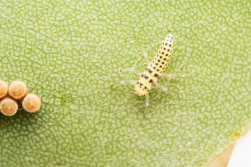 Fungus eating ladybug larva, Illeis galbula, Satara, Maharashtra